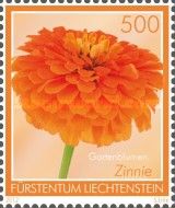 Zinnia (Zinnia elegans)