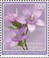 Chiltern gentian (Gentiana rhaetica)