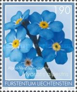 Alpine forget-me-not (Myosotis alpestris)