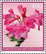 Hairy Alpine rose (Rhododendron hirsutum)
