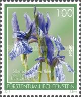 Iris sibirica