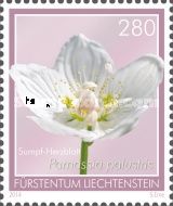 Marsh Grass-of-Parnassus (Parnassia palustris)
