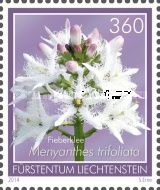 Buckbean (Menyanthes trifoliata)