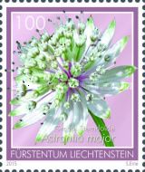 Astrantia major