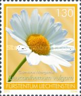 Leucanthemum vulgare