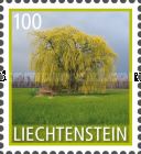 Weeping Willow (Salix babylonica)