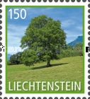 Common Walnut (Juglans regia)