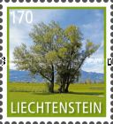 Common Aspen (Populus tremula)