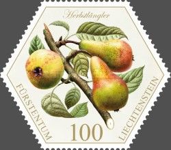 Pears: "Herbstlängler"
