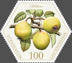 Pears: "Sülibirne"