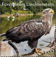 Bald Eagle (Haliaeetus leucocephalus)