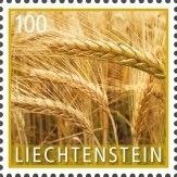 Barley (Hordeum vulgare)