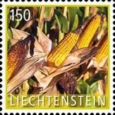 Corn (Zea mays)
