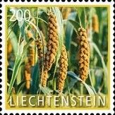 Pistol millet (Setaria italica)