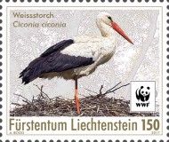 White Stork (Ciconia ciconia)