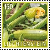 Zucchini