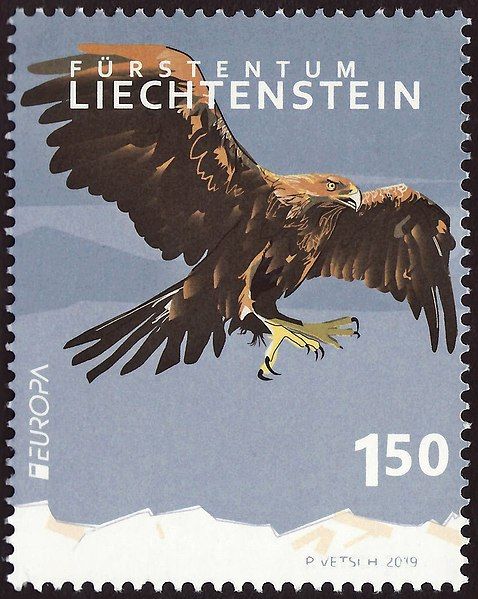Golden Eagle (Aquila chrysaetos)