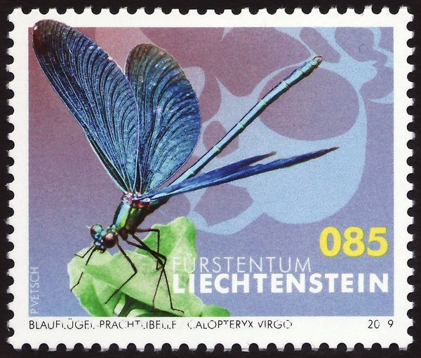 Beautiful Demoiselle (Calopteryx virgo)