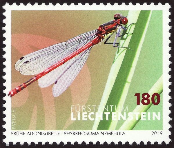 Large Red Damselfly (Pyrrhosoma nymphula)