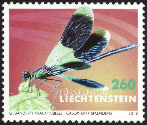 Banded Demoiselle (Calopteryx splendens)