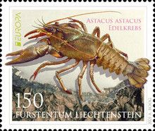 European Crayfish (Astacus astacus)