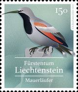 Wallcreeper (Tichodroma muraria)