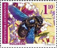 Carpenter Bee (Xylocopa sp)
