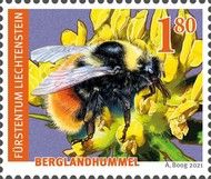 Bilberry Bumblebee (Bombus monticola)
