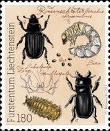 Ceruchus Beetle (Ceruchus chrysomelinus)