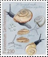 Chilostoma singulatum