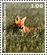 Red Fox (Vulpes vulpes)