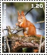 Eurasian red Squirrel (Sciurus vulgaris)