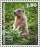 Alpine Marmot (Marmota marmota)