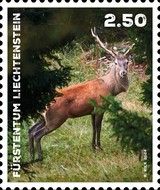 Red Deer (Cervus elaphus)