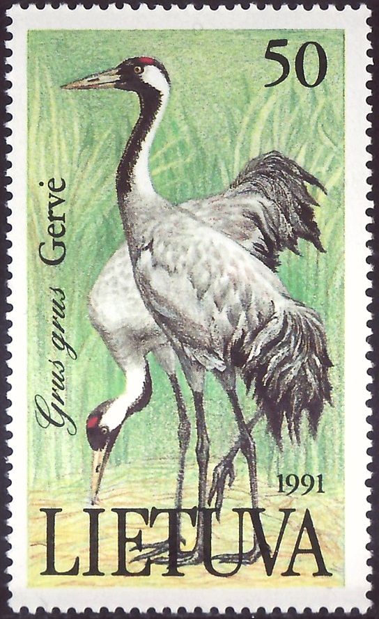 Common Crane (Grus grus)