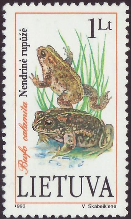 Natterjack Toad (Bufo calamita)