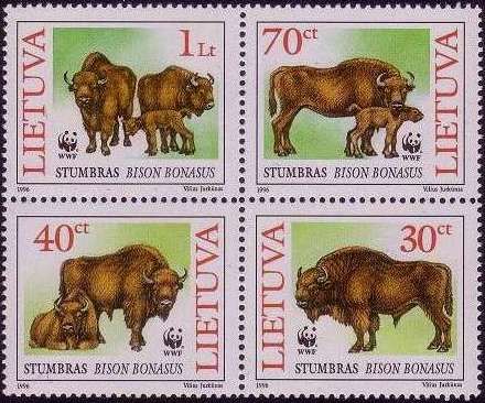 European Bison (Bison bonasus)