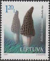Black Morel (Morchella elata)