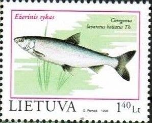 Common Whitefish (Coregonus lavaretus)