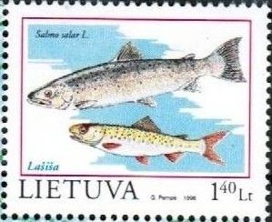 Atlantic Salmon (Salmo salar)