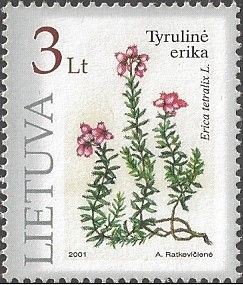 Crossleaf Heath (Erica tetralix L.)