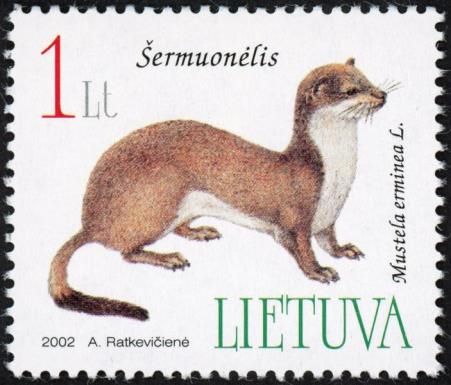 Stoat (Mustela erminea)