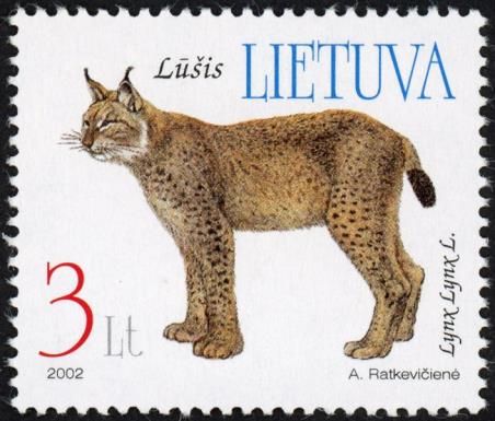 Eurasian Lynx (Lynx lynx)