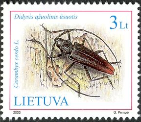 Great Capricorn Beetle (Cerambyx cerdo)