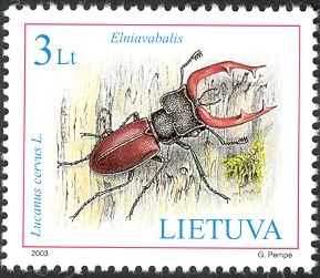 Stag Beetle (Lucanus cervus)