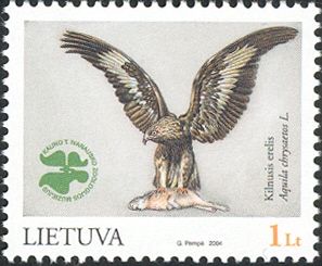 Golden Eagle (Aquila chrysaetos)