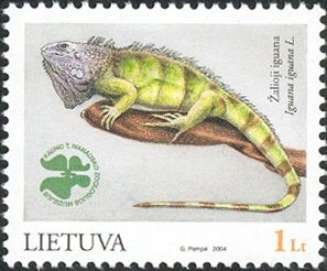 Green Iguana (Iguana iguana)