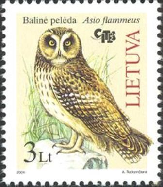 Short-eared Owl (Asio flammeus)