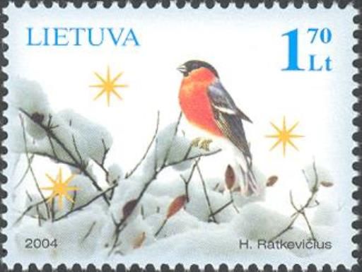 Eurasian Bullfinch (Pyrrhula pyrrhula) in Winter Landscape 