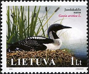 Black-throated Loon (Gavia arctica)